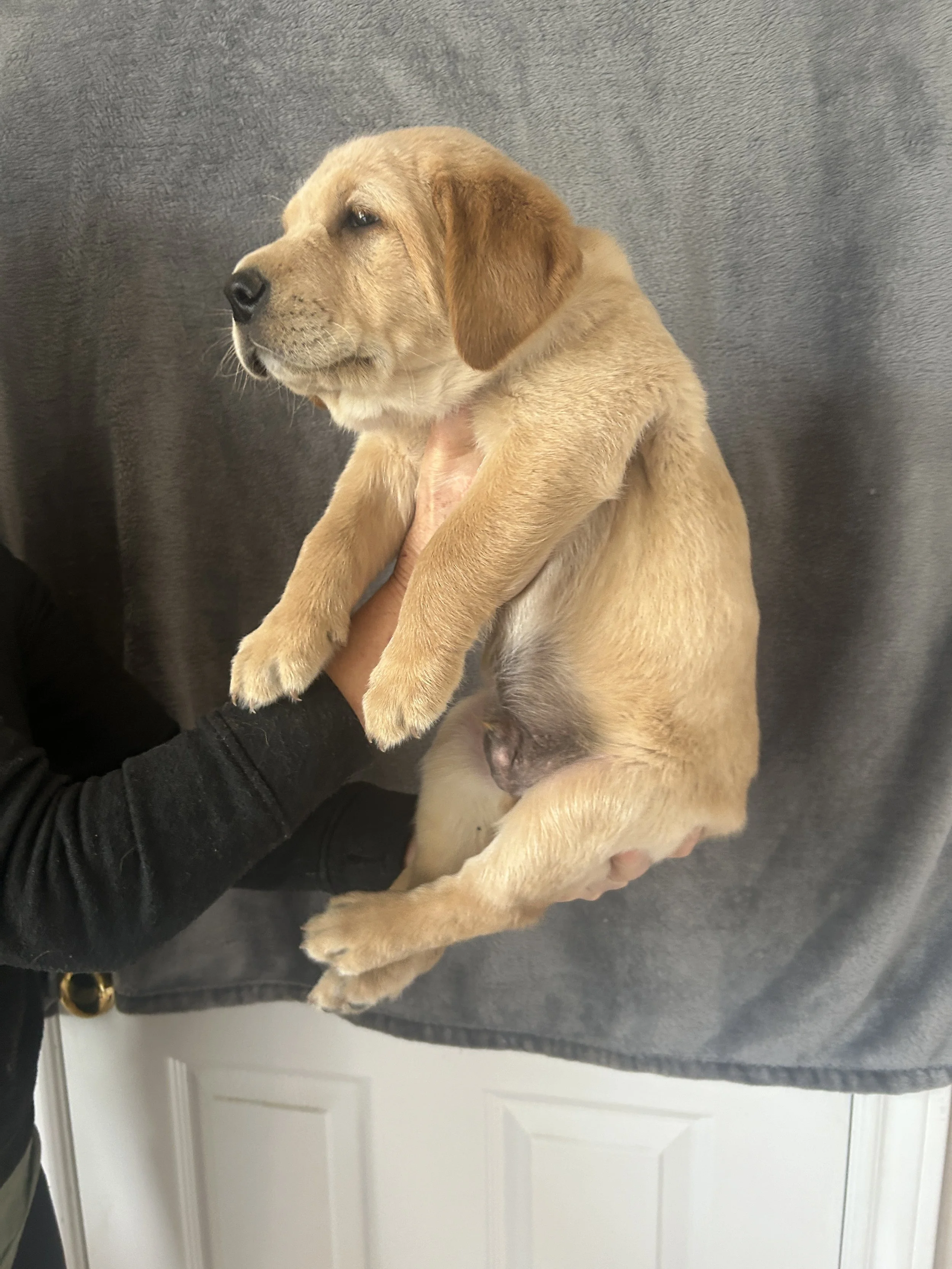 Puppy #6 - Light Blue Collar - Male