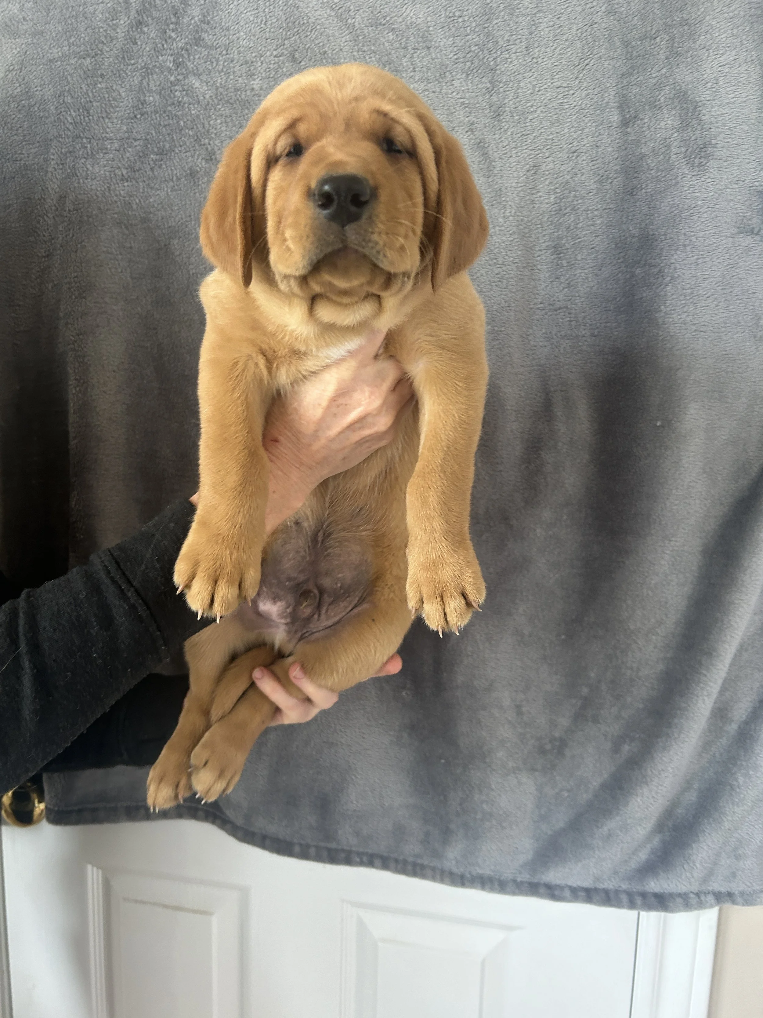 Puppy #2 - Purple Collar - Male