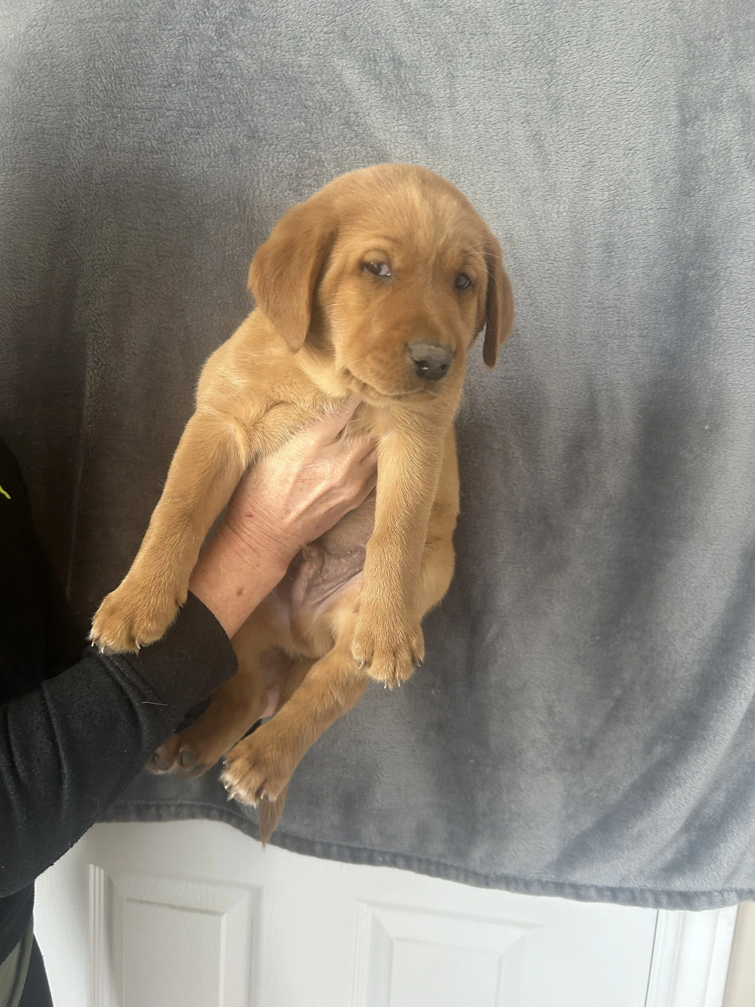 Puppy #0 - Red Collar - Male